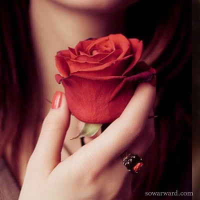 رمزيات ورد احمر انستقرام واتس اب رومانسي وعاطفي ورد جوري أحمر للبنات - صور ورد وزهور Rose Flower images